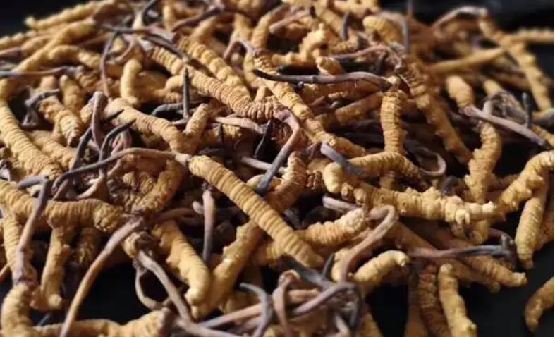 新鮮冬蟲夏草怎么保存，鮮草怎么吃？