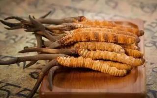 冬蟲夏草是新的好還是陳的好，冬蟲夏草是新鮮的好還是曬干的好