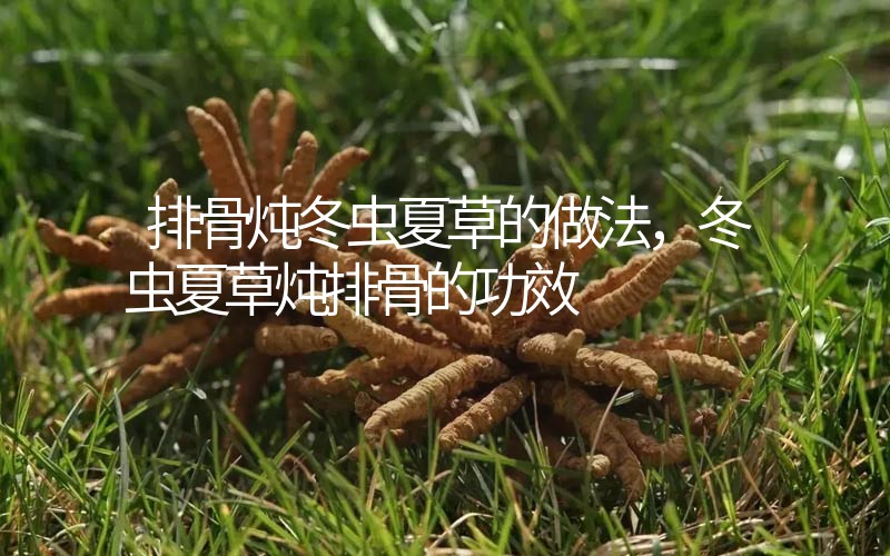 排骨燉冬蟲夏草的做法，冬蟲夏草燉排骨的作用