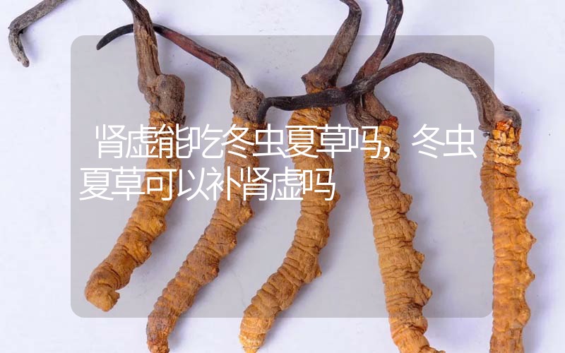 腎虛能吃冬蟲夏草嗎，冬蟲夏草可以補(bǔ)腎虛嗎？