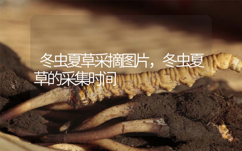 冬蟲(chóng)夏草采摘圖片，冬蟲(chóng)夏草的采集時(shí)間