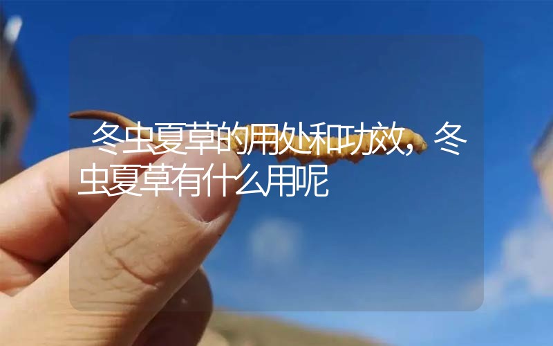 冬蟲夏草的用處和用法，冬蟲夏草有什么用呢