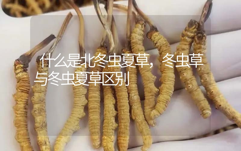 什么是北冬蟲夏草，北冬蟲草與冬蟲夏草區(qū)別