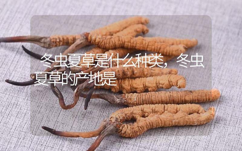 冬蟲夏草是什么種類，冬蟲夏草的產(chǎn)地是