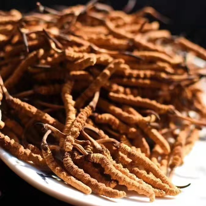 冬蟲夏草為什么這么貴呢？有便宜的能買嗎