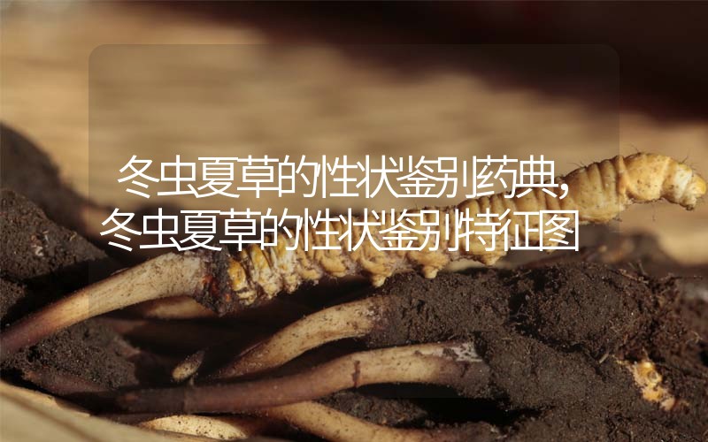 冬蟲夏草的性狀鑒別藥典，冬蟲夏草的性狀鑒別特征圖