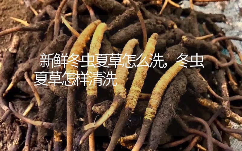新鮮冬蟲(chóng)夏草怎么洗，冬蟲(chóng)夏草怎樣清洗
