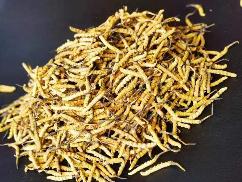 冬蟲(chóng)夏草哪幾種食用方法比較好呢？推薦幾種參考