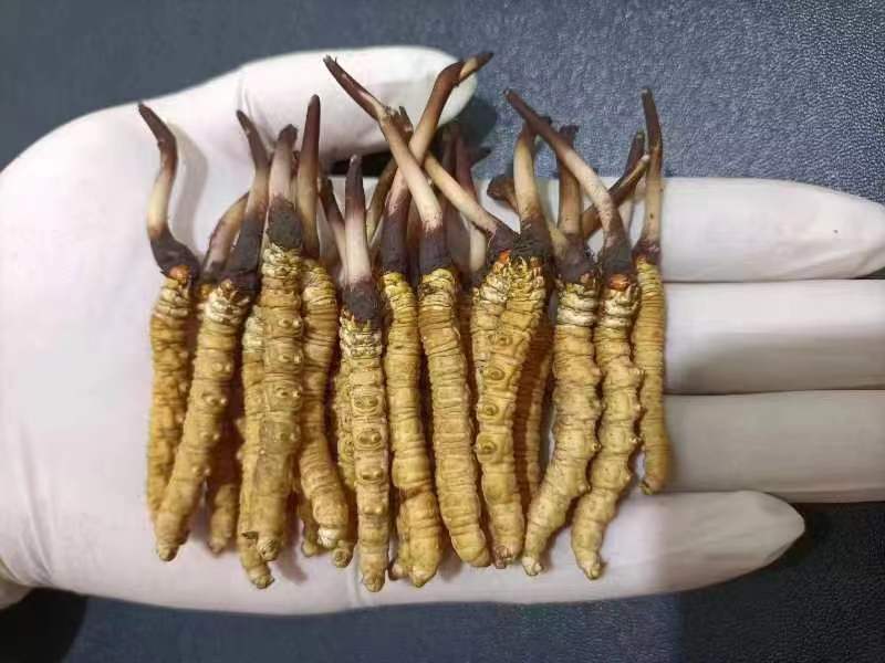 西藏那曲的冬蟲夏草多少錢一克呢？如何判斷真假