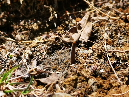 冬蟲夏草是蟲子還是草呢？它是如何生長(zhǎng)的