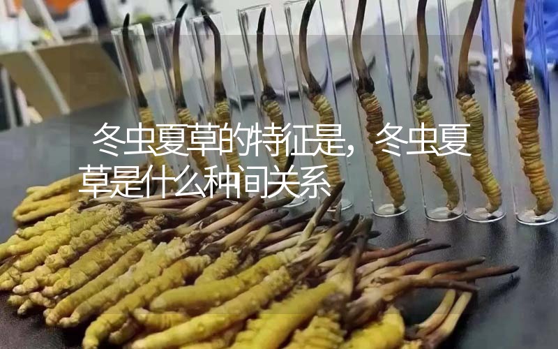 冬蟲夏草的特征是，冬蟲夏草是什么種間關(guān)系