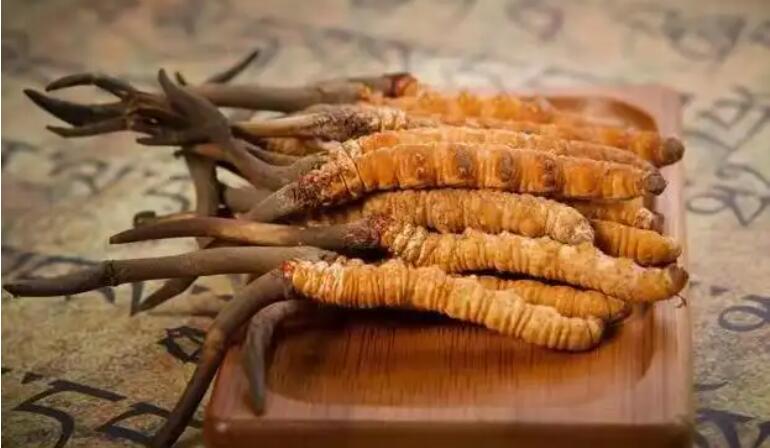 鮮蟲草和干蟲草，應(yīng)該怎么選擇？