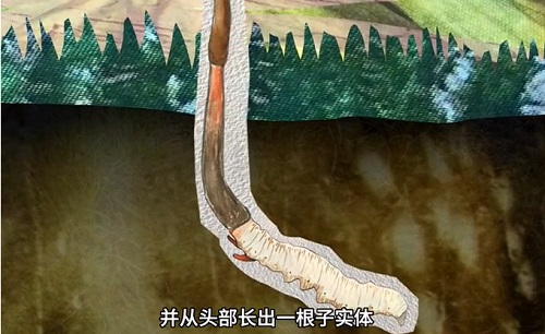 冬蟲夏草到底是蟲還是草？你猜到了嗎？