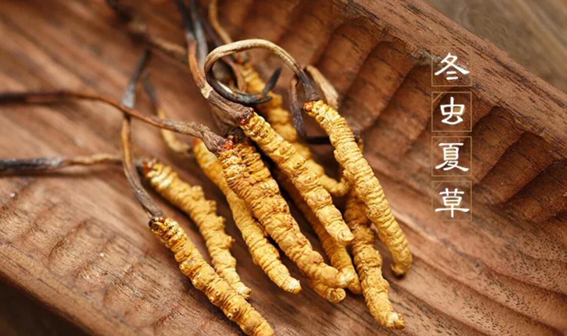 冬蟲夏草有什么藥用價(jià)值？冬蟲夏草作用與效果