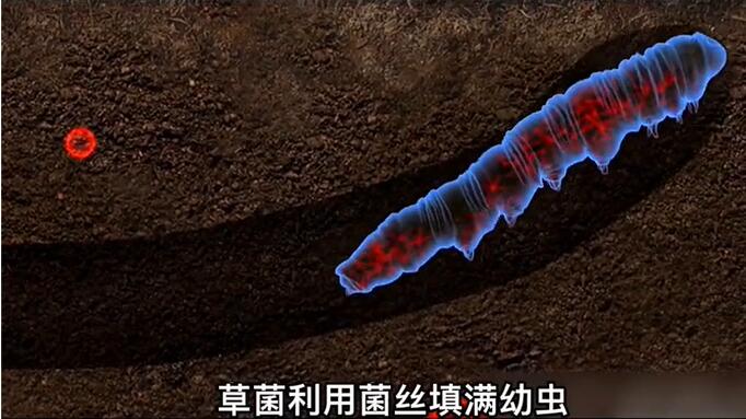 神奇的冬蟲夏草為什么能從蟲子變成草？它到底是怎么形成的呢？