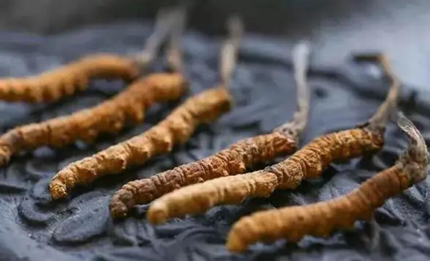 頭期冬蟲夏草、中期蟲草和末期蟲草，應(yīng)該如何選擇？