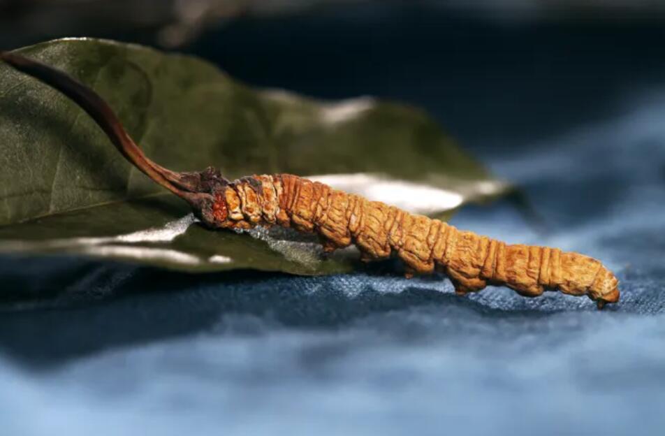 冬蟲夏草的由來(lái)，冬蟲夏草是怎么形成的？