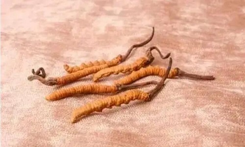 哪個(gè)產(chǎn)地的冬蟲夏草營(yíng)養(yǎng)價(jià)值高,哪里的蟲草更好？