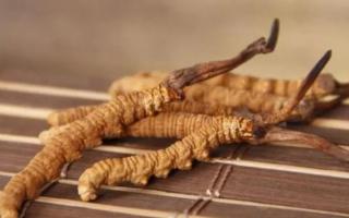 新鮮冬蟲夏草哪里有賣？哪里可以買到新鮮的冬蟲夏草？