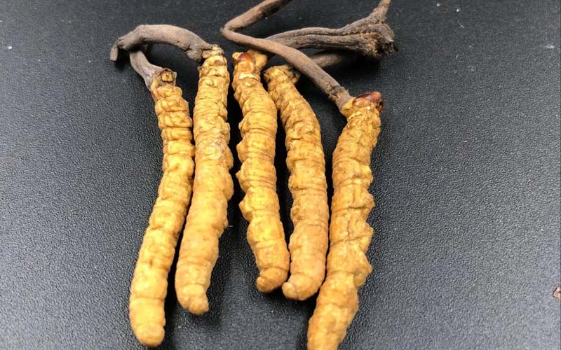 影響冬蟲夏草的價格因素有哪些？