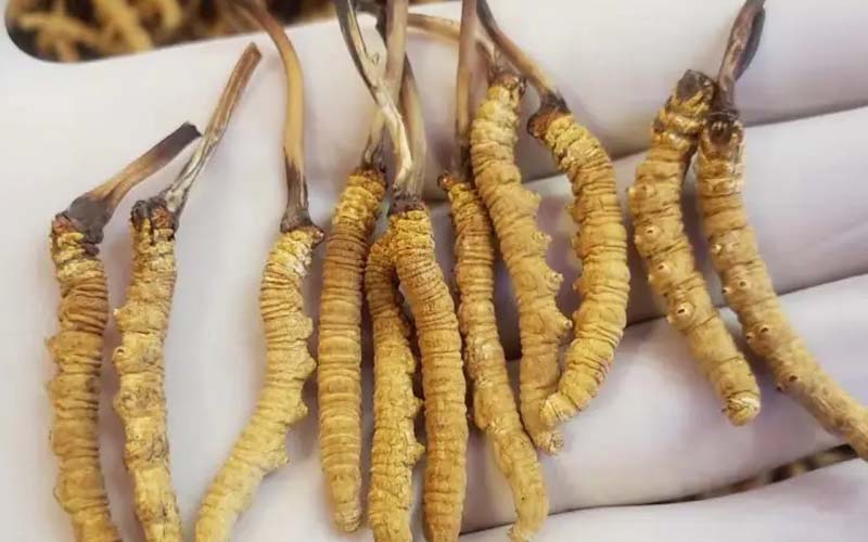 吃冬蟲夏草會(huì)過敏嗎？冬蟲夏草禁忌！