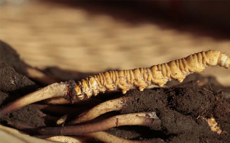 蟲草和冬蟲夏草作用區(qū)別？蟲草就是冬蟲夏草嗎？