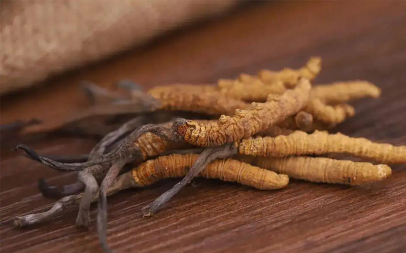 冬蟲夏草怎樣吃效果好？冬蟲夏草的食用方法！