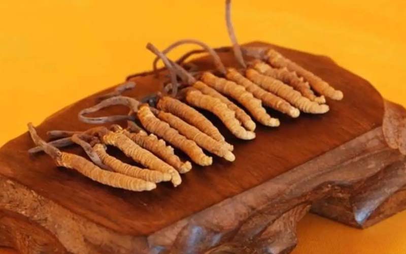 冬蟲夏草需要每天吃嗎?冬蟲夏草一天吃多少？