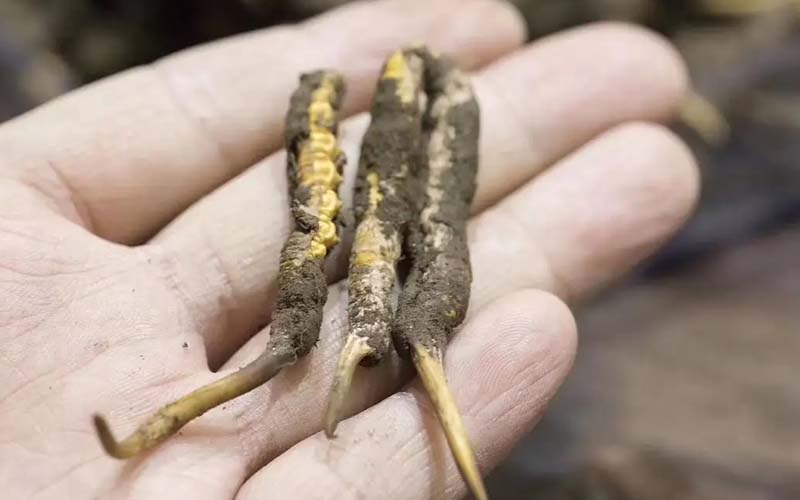 冬蟲(chóng)夏草一斤多少錢?(2022蟲(chóng)草價(jià)格表)