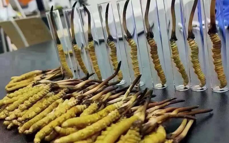 新鮮冬蟲(chóng)夏草食用方法詳解(怎樣食用新鮮冬蟲(chóng)夏草)