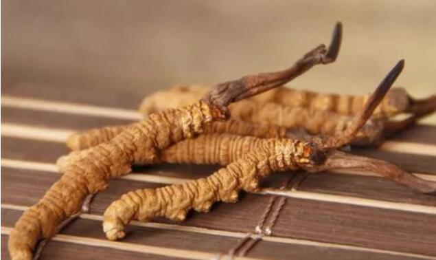 新鮮真假冬蟲夏草辨別方式？