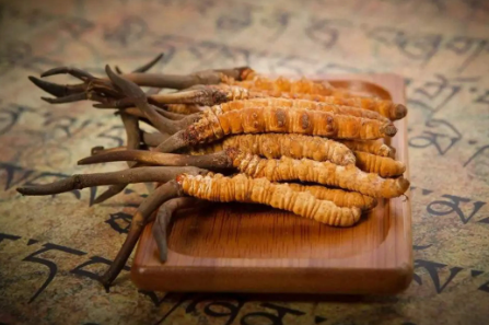 蟲草就是冬蟲夏草嗎？有多少人被假蟲草忽悠