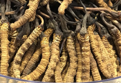 吃冬蟲夏草會(huì)出現(xiàn)過敏情況嗎？冬蟲夏草適合什么人吃？