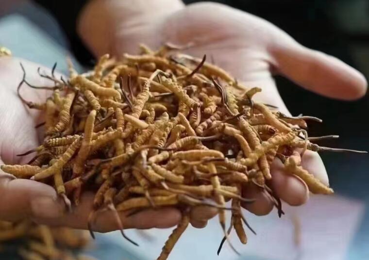 新鮮冬蟲(chóng)夏草怎么洗最好？新鮮冬蟲(chóng)夏草怎么清洗？