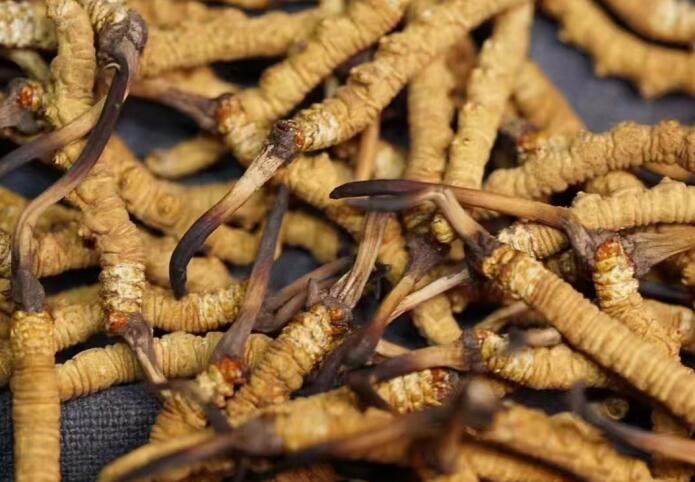 冬蟲(chóng)夏草一斤大概有多少根，1斤蟲(chóng)草大約有多少條？