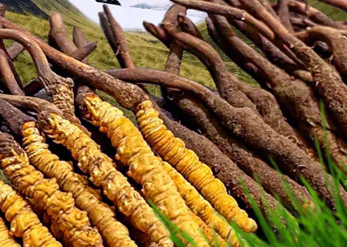 冬蟲夏草的選擇和購(gòu)買一定要注意的幾個(gè)地方