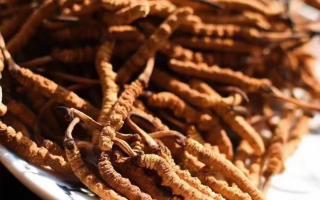 如何購(gòu)買和鑒別冬蟲夏草