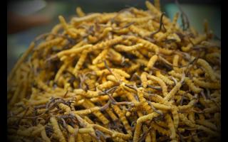 購(gòu)買冬蟲(chóng)夏草如何防假呢？