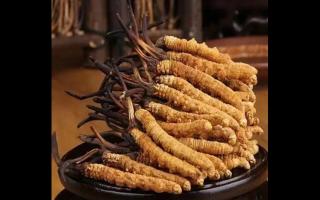 冬蟲夏草的顏色對(duì)其營(yíng)養(yǎng)有影響嗎？