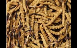 影響新鮮冬蟲(chóng)夏草品質(zhì)的因素有哪些？