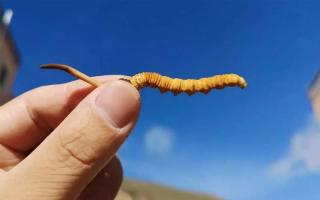 從氣味可以分辨冬蟲夏草產(chǎn)地嗎？