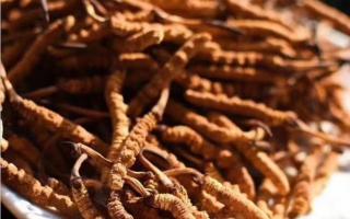 冬蟲(chóng)夏草是海拔越高越好嗎？