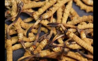 全網(wǎng)較全的冬蟲夏草常識：起源、分類、特點……