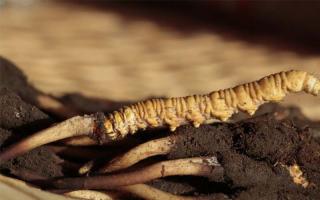 用心呵護身體，選擇純天然的冬蟲夏草