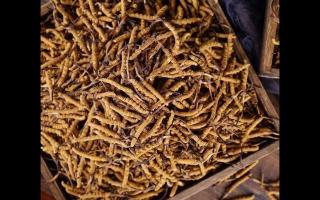 了解一下：冬蟲夏草的產(chǎn)地和采摘方式！