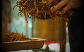 什么是冬蟲夏草？冬蟲夏草的產(chǎn)地以及產(chǎn)量！