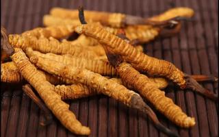 干冬蟲夏草怎么保存才不會(huì)發(fā)霉！