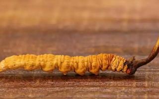 大小不一的冬蟲(chóng)夏草有何區(qū)別？