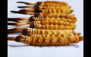 冬蟲(chóng)夏草里為何會(huì)有斷草、牙簽草、癟草之類(lèi)的！