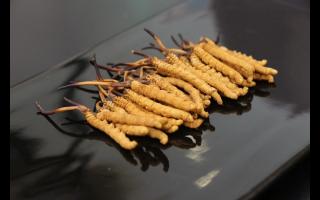 冬蟲夏草屬于酸性食物還是堿性食物呢？